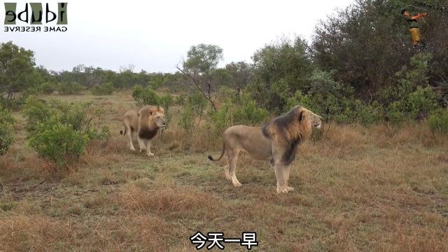 狮王出门巡视领地,威武霸气的雄狮动物世界雄狮