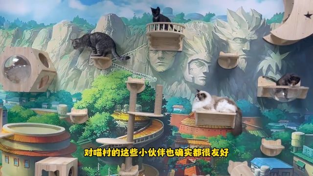 来了一只猫德满分的救助