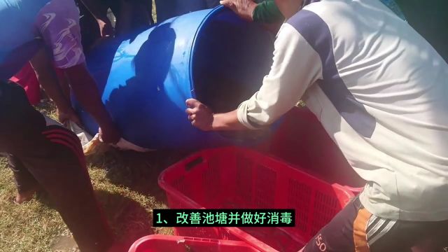 池塘出现大量水母,该怎么处理?高手教你一招!