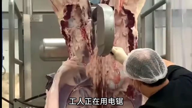 它的驼峰肉曾经被称为古代八珍之一,纪晓岚的最爱#骆驼的一生