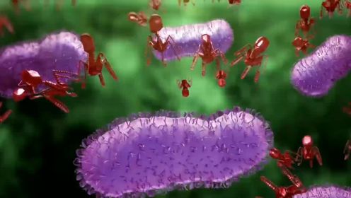 用噬菌体来对抗细菌可行吗？抗生素在它面前只能是小弟，真相是？