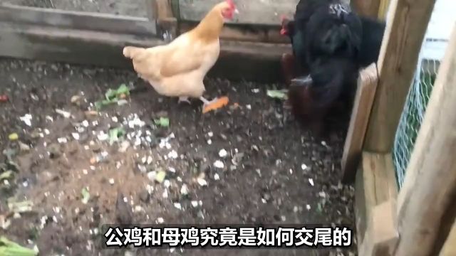 鸟类的性与爱:鸡是如何交配的?强迫和同性关系为何那么多?#动物科普#鸟类#动物冷知识 1