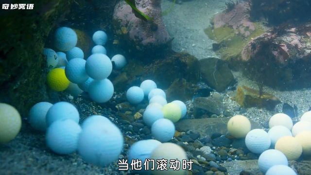 盘高尔夫球的海獭世界