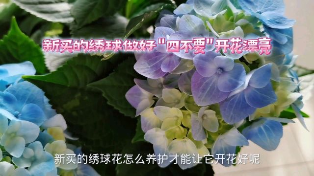 新买的绣球做好“四不要”开花漂亮