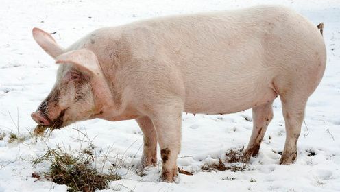 冬季养猪环境6大控制点