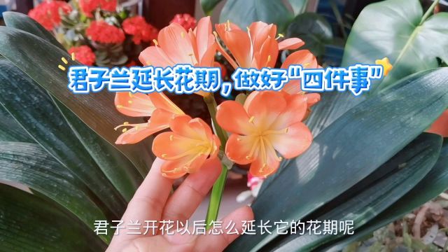 君子兰延长花期,做好四点