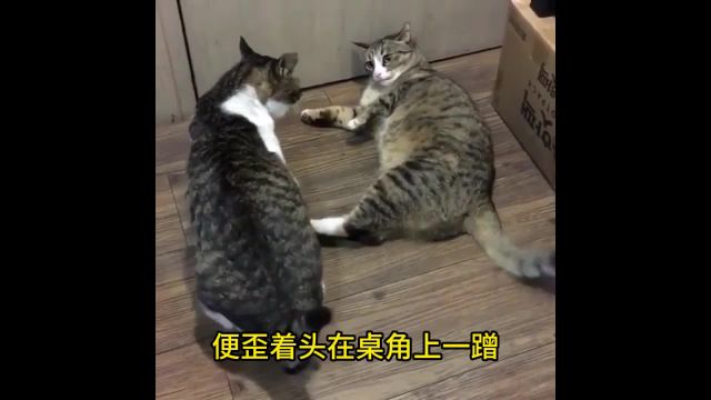 《乡下的猫》2 作者:佚名#读书#故事#传奇#日记#名人传记