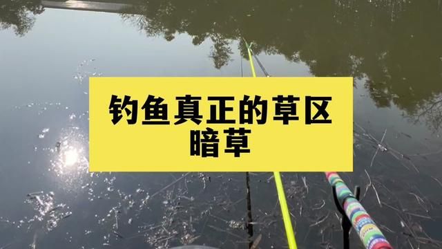 钓鱼真正的草区,暗草 #钓鱼