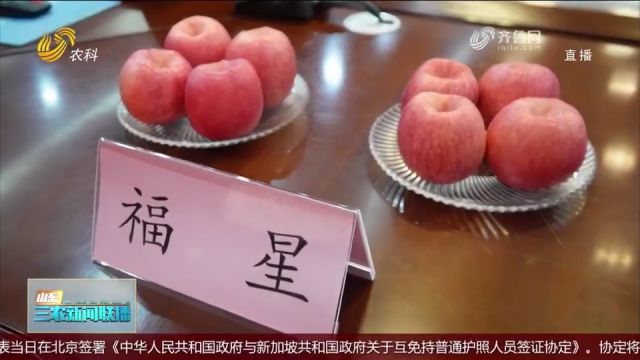 一千万元!青岛农业大学苹果新品种苗木繁育经营权转让创新高