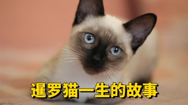 暹罗猫一生的故事,原来这么短暂!