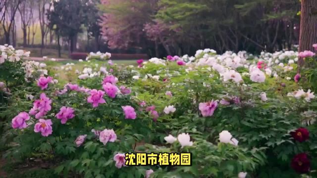 【沈阳植物园】探寻沈阳市的绿色宝藏