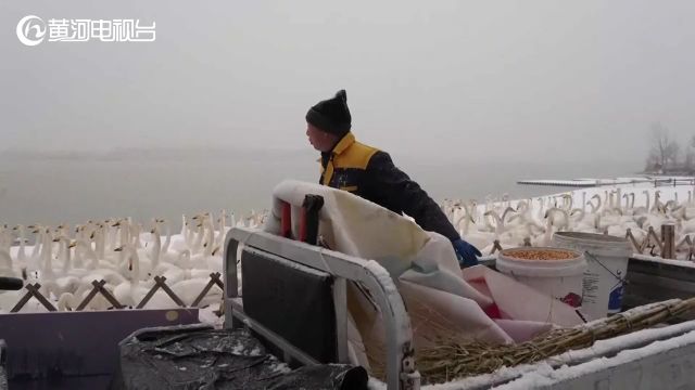 芮城 圣天湖“天鹅沐雪” 美景如画