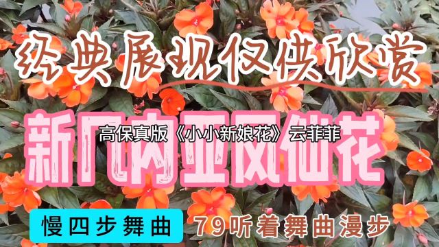 听着音乐漫步79,慢四步舞曲《小小新娘花》新几内亚凤仙花