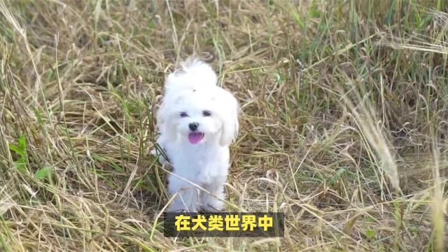 马尔济斯是梗类犬吗?马尔济斯:梗类犬的优雅代表