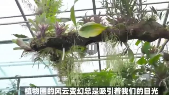 春节瞎唠特辑1,聊聊块根植物真的会迎来不火的一天吗?