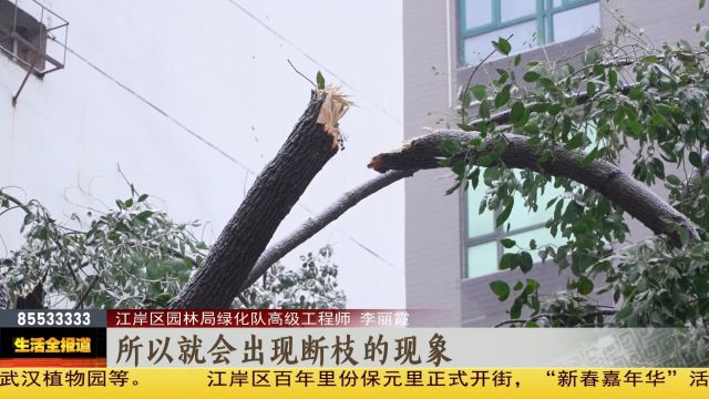 除雪清枝保畅通 武汉园林全力迎战冰雪天气