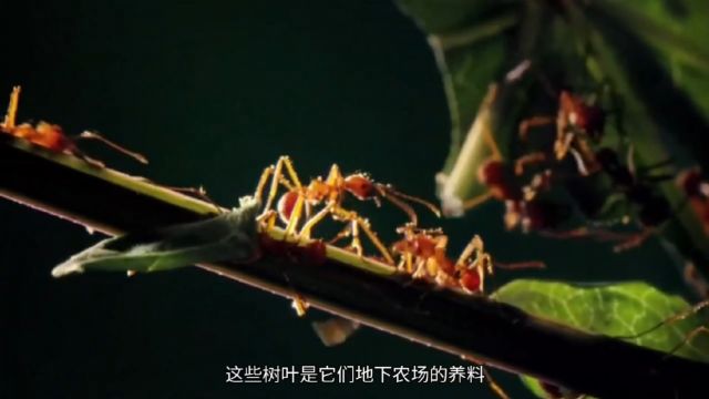 昆虫家族社群之精通农业的切叶蚁