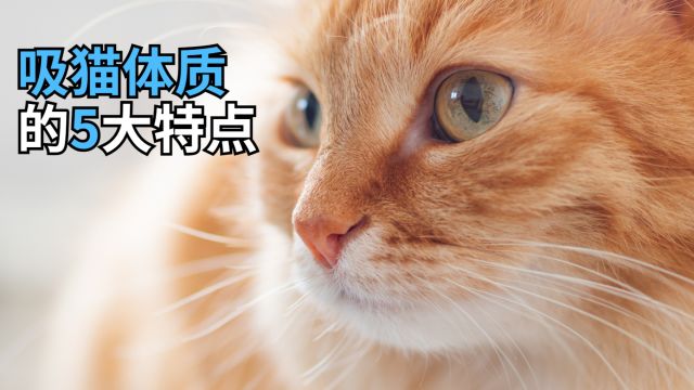 “吸猫体质”的5大特点