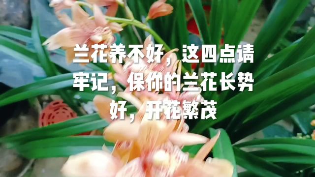 兰花养不好,这四点请牢记,保你的兰花长势好,开花繁茂