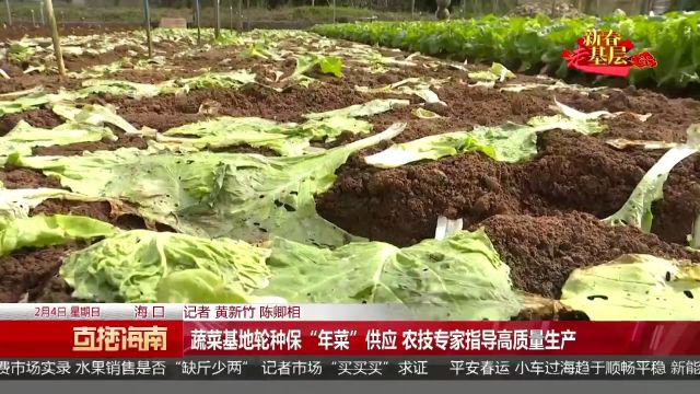 蔬菜基地轮种保“年菜”供应 农技专家指导高质量生产