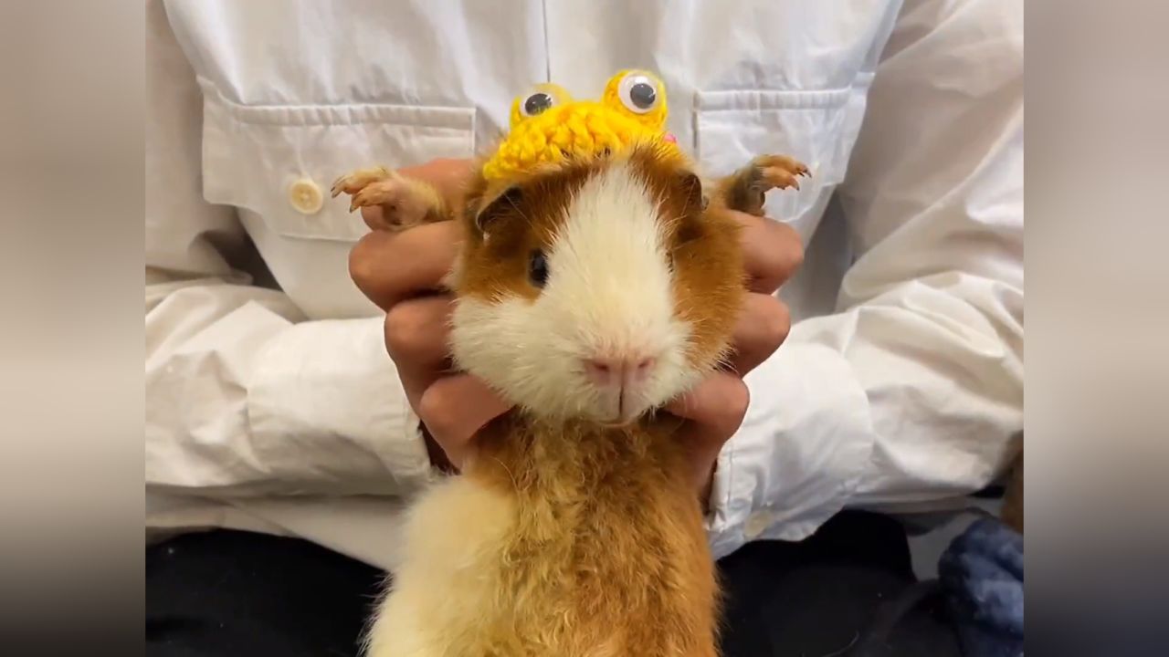 喜提一只泰迪荷兰猪,给它起个什么名字呢?02