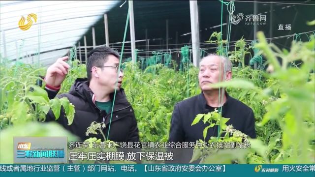 山东各地设施农业多措并举稳产保供,降低寒潮天气对设施农业影响