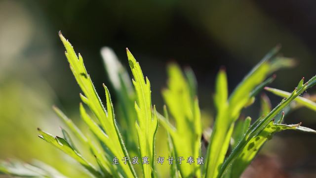 洞庭草木纪|细雨微微藜蒿绿