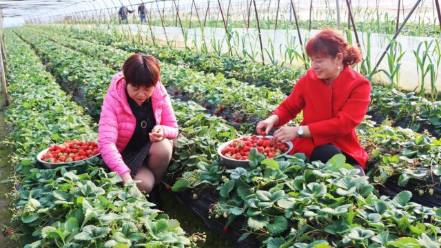 湖北枝江安福寺镇桑树河村草莓红