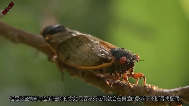 苍蝇喜欢把自己的头拧下来?这些动物没有头,为什么能活这么久.涨知识动物昆虫苍蝇 3