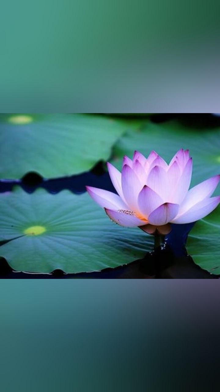 尘缘#禅悟人生 #禅意 #禅乐静心 #修行#今日分享