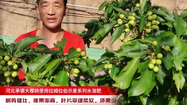 水溶肥品牌河北承德大樱桃使用拉姆拉伯示麦水溶肥,树势健壮,座果率高,坏果少