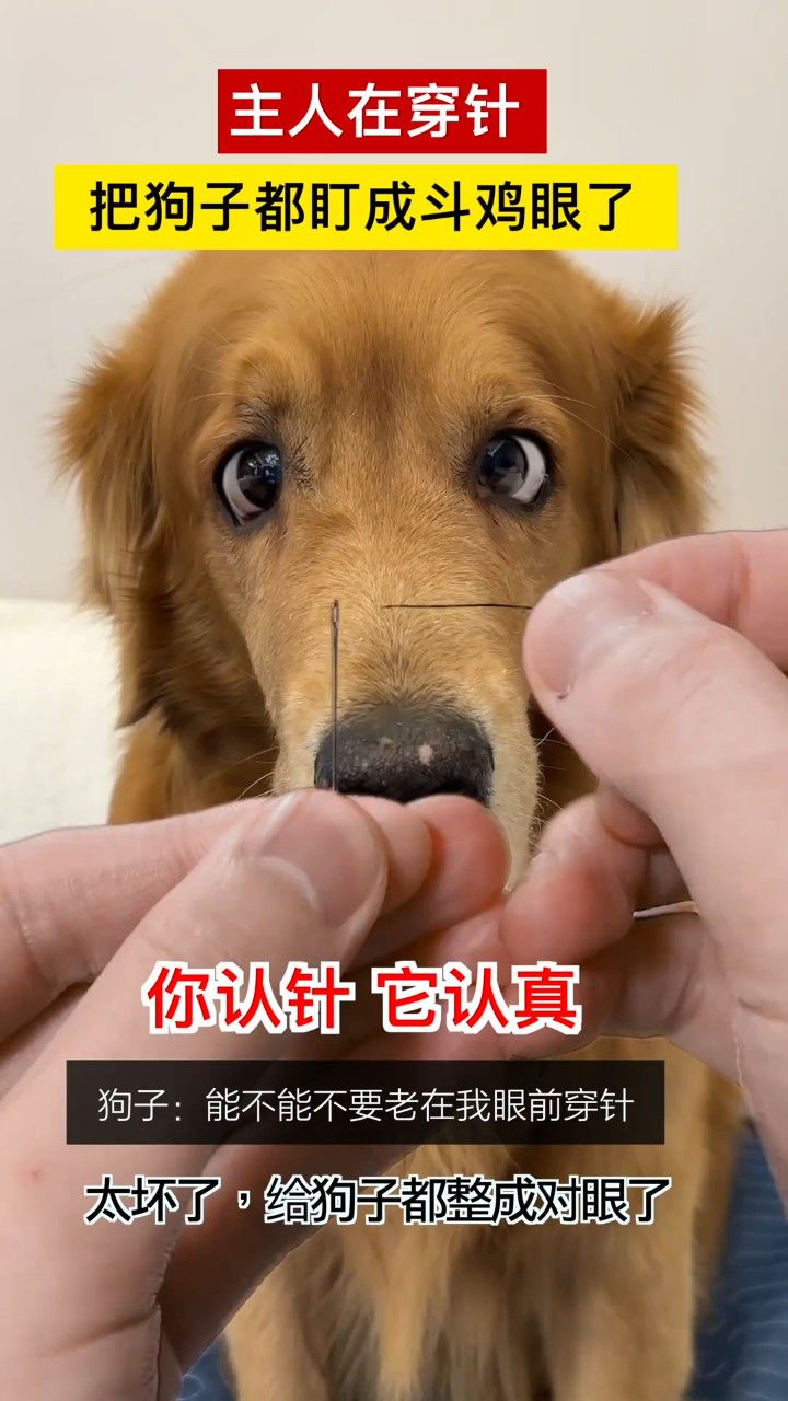 主人穿针 狗子看的一动不动都盯成对眼了