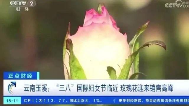 “闻香”而来!玉溪的玫瑰“浪漫”到央视~