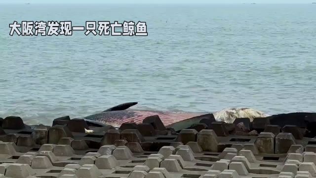 大阪湾死亡鲸鱼检查