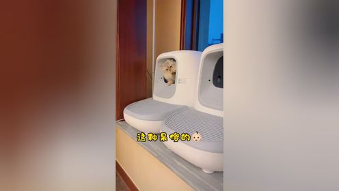 呆傻的猫是不是长得也都一样_高清1080P在线观看平台_腾讯视频