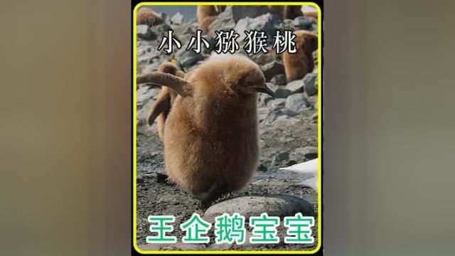 调皮的猕猴桃 王企鹅幼崽#王企鹅#野生动物 #动物