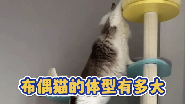 布偶猫的体型有多大呢?长成猪咪不是问题