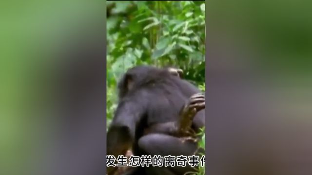 多夫多妻的倭黑猩猩,成年个体随意交配,交配成为基本社交手段#倭黑猩猩#动物#野生动物 2