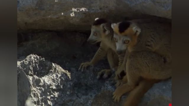 冠美狐猴在岩石缝隙间避暑,山岩像火炉般炙热,它们必须寻找水源