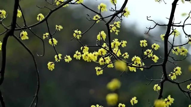 黄色预警!还有暴雨+薄冰!义乌接下来天气......