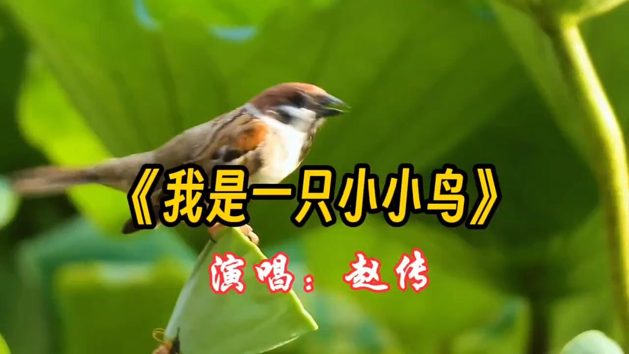 经典老歌《我是一只小小鸟》赵传演唱