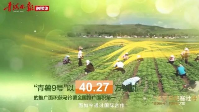 【青报微观】“洋芋开花赛牡丹”——“青薯9号”的跨省之旅