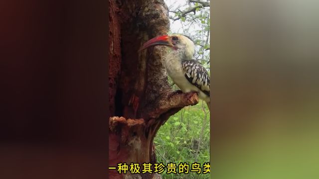 鸟类的模范夫妻犀鸟日常生活犀鸟野生动物神奇动物在动物科普