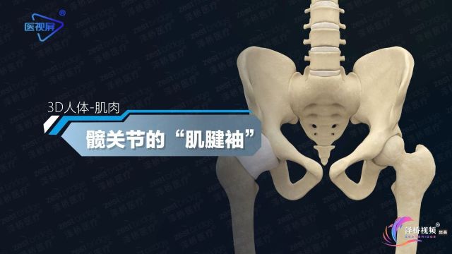 人体奥秘之髋关节的“肌腱袖”