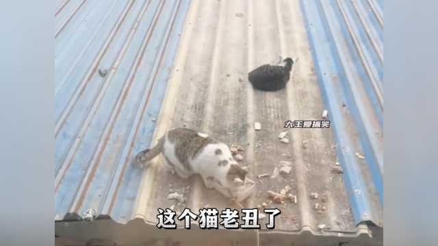 全网那些被玩坏的猫咪,也许这就是铲屎官的乐趣所在1