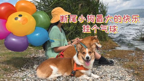 断尾小狗最大的快乐，就是挂一个气球