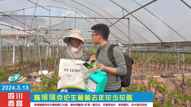 水溶肥厂家克伦生葡萄去年花少花弱,秋施基肥用夫沃施底肥三件套,萌芽用菌剂+矿源+根乐夫,花絮多且大,枝条粗壮,叶片柔软浓绿