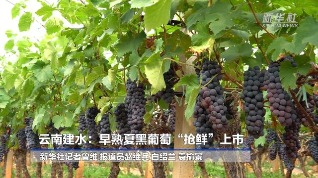 云南建水:早熟夏黑葡萄“抢鲜”上市