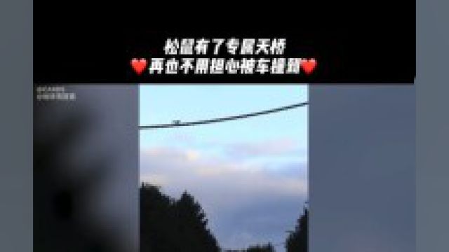 为了让松鼠免遭车祸,他们给松鼠搭建了专属天桥!野生动物保护小松鼠人间温暖治愈系