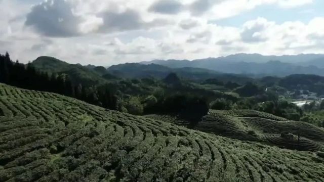 “贵水”出山 引领水产业高质量发展